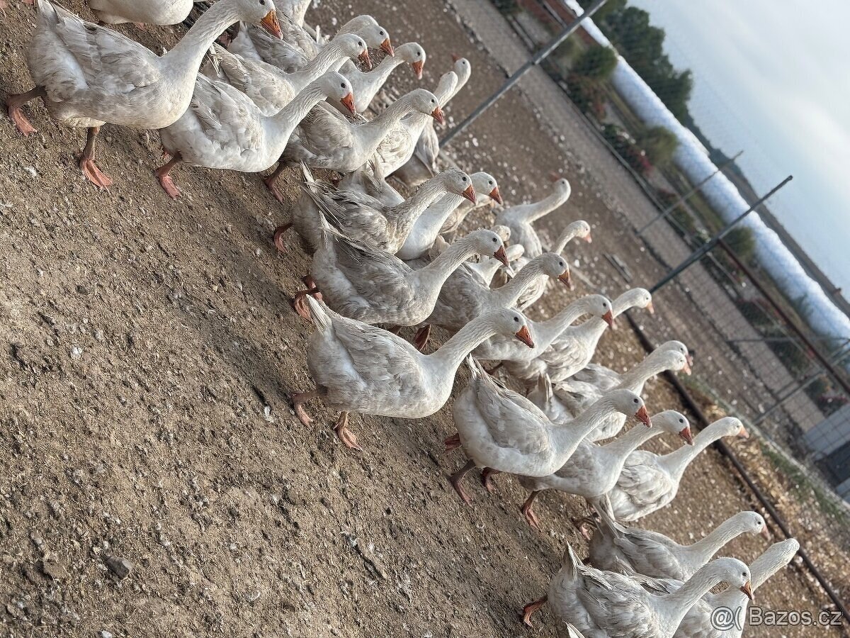 Svatomartinské husy - 2