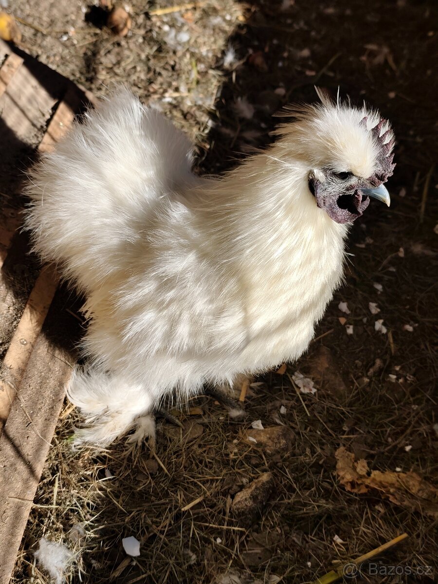 Kohoutek Hedvábničky - 2