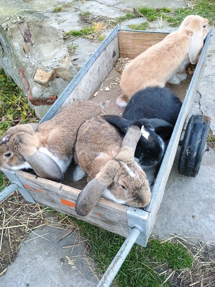 Francouzský beran - 2