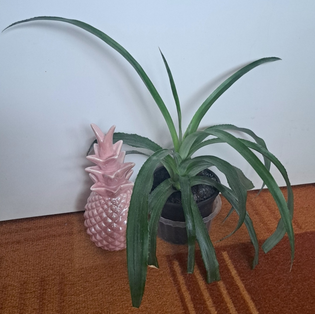 Ananas, ananasovník - 2