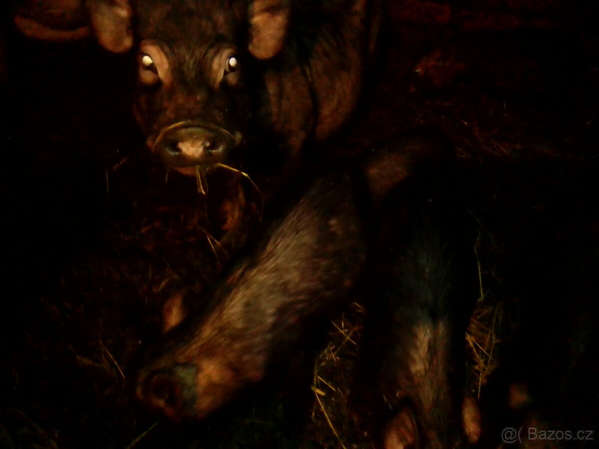 Selata. Jen volat. - 2