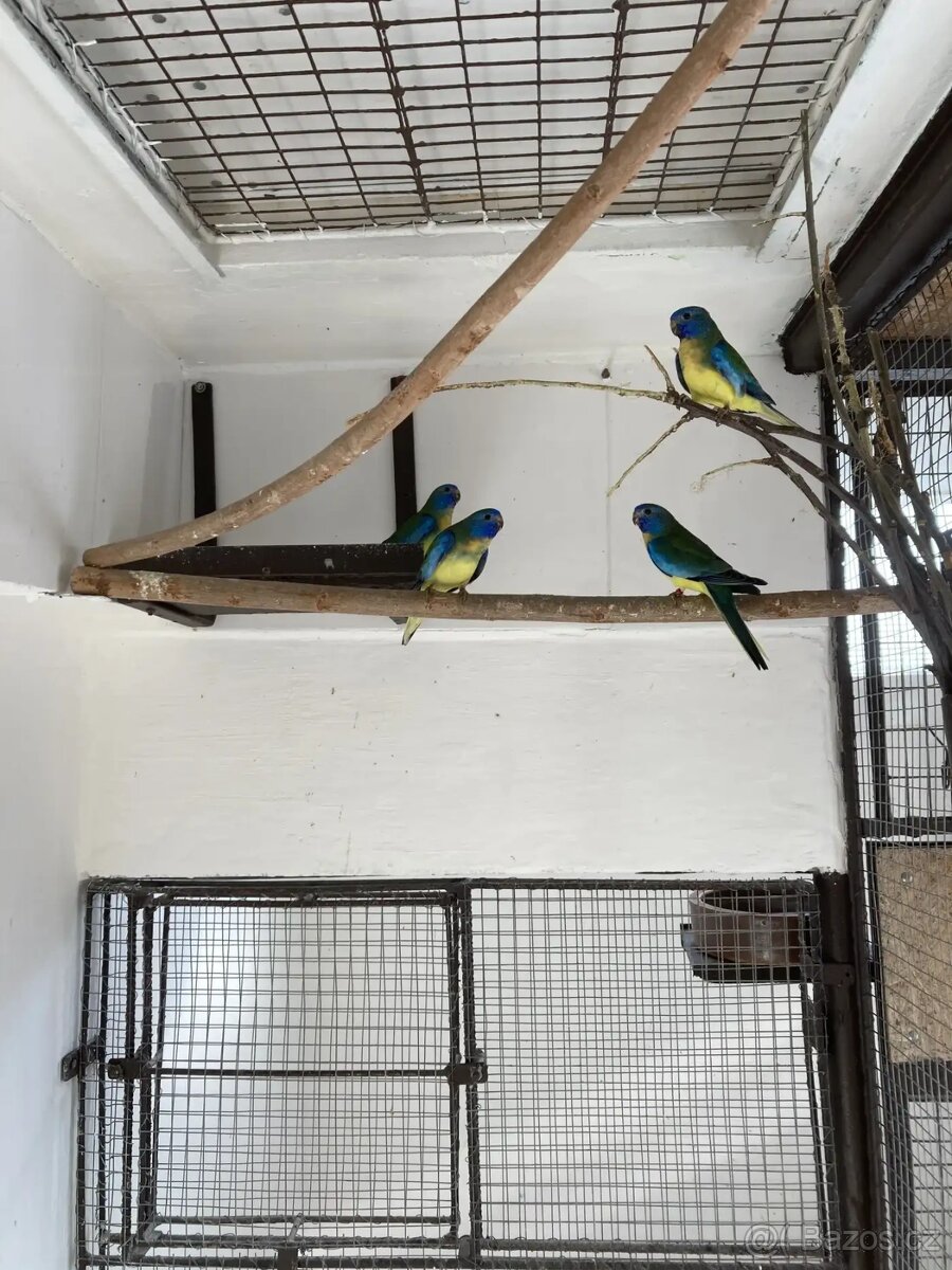 Prodám neofémy modrohlavé 4,0 - 2