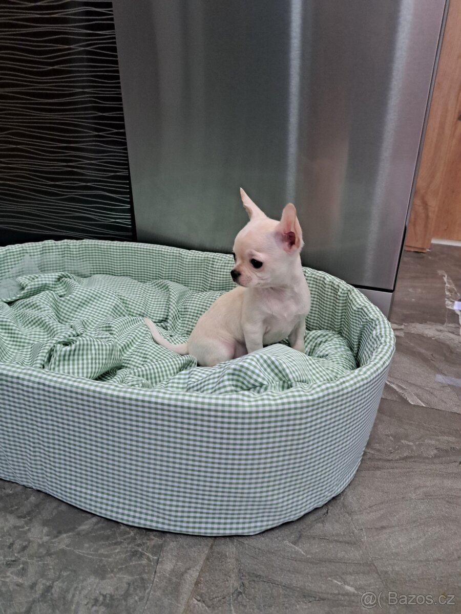 Čivava Mini pejsci - 2