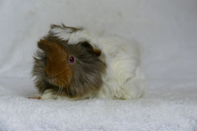 Morče peruánec - 2