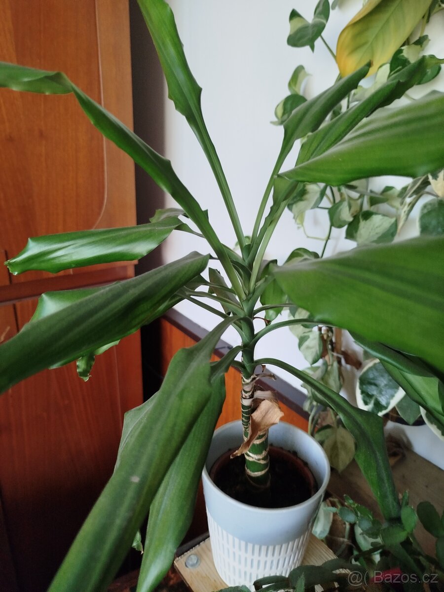Pokojové rostliny - 2