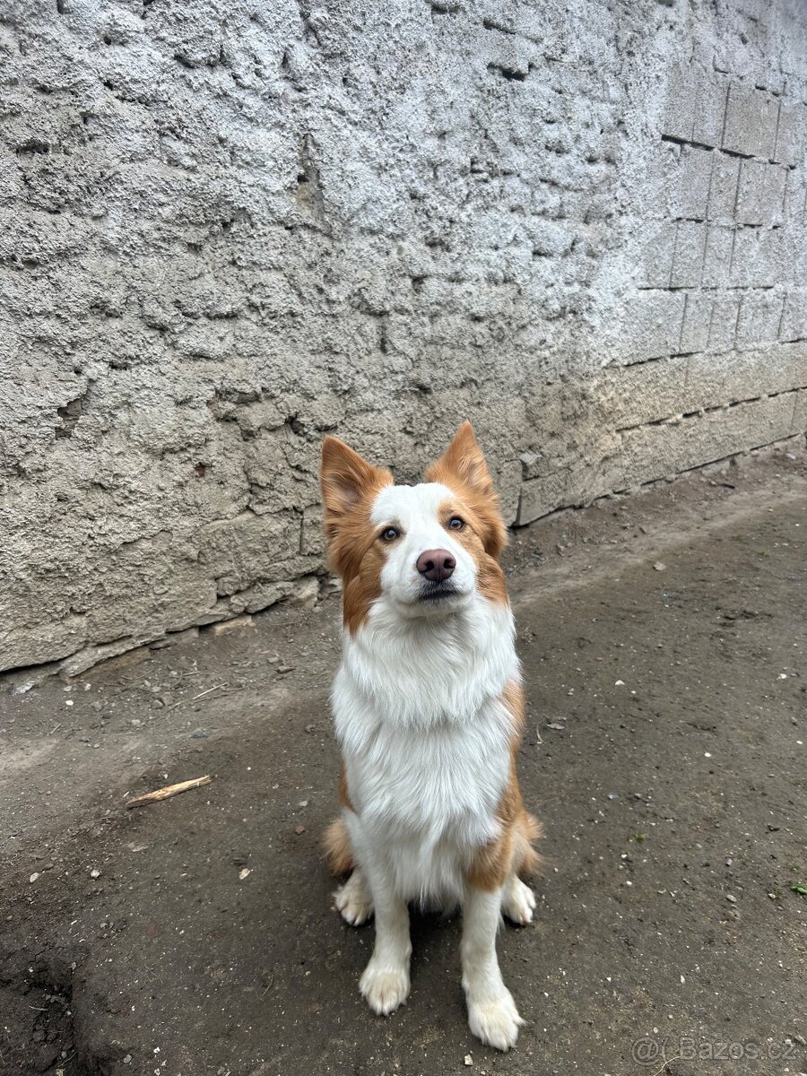 Krytí-border kolie - 2