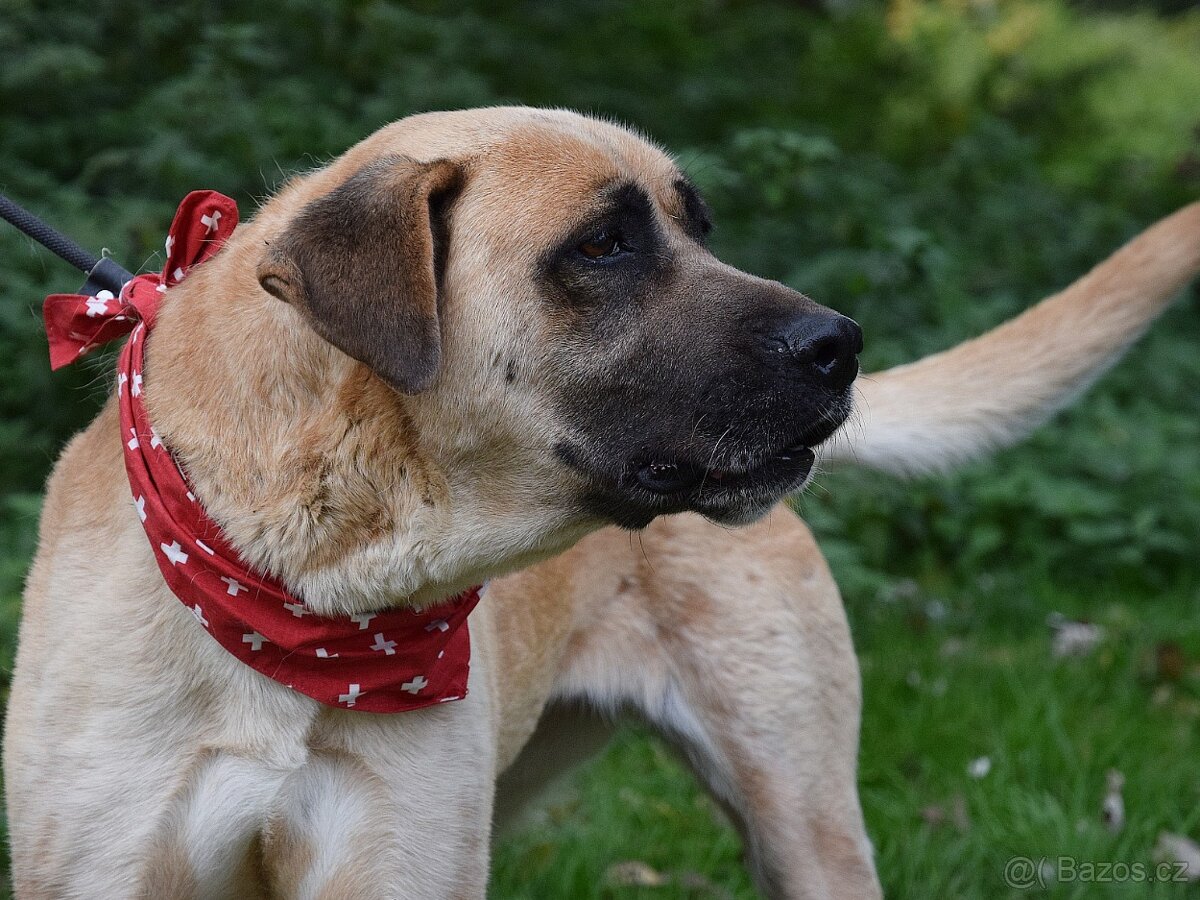 🐶 Tina – krásná a oddaná společnice 💛 - 2