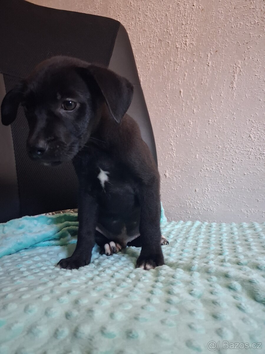 Štěňátka kříženci stardšírský bullteriér - 2