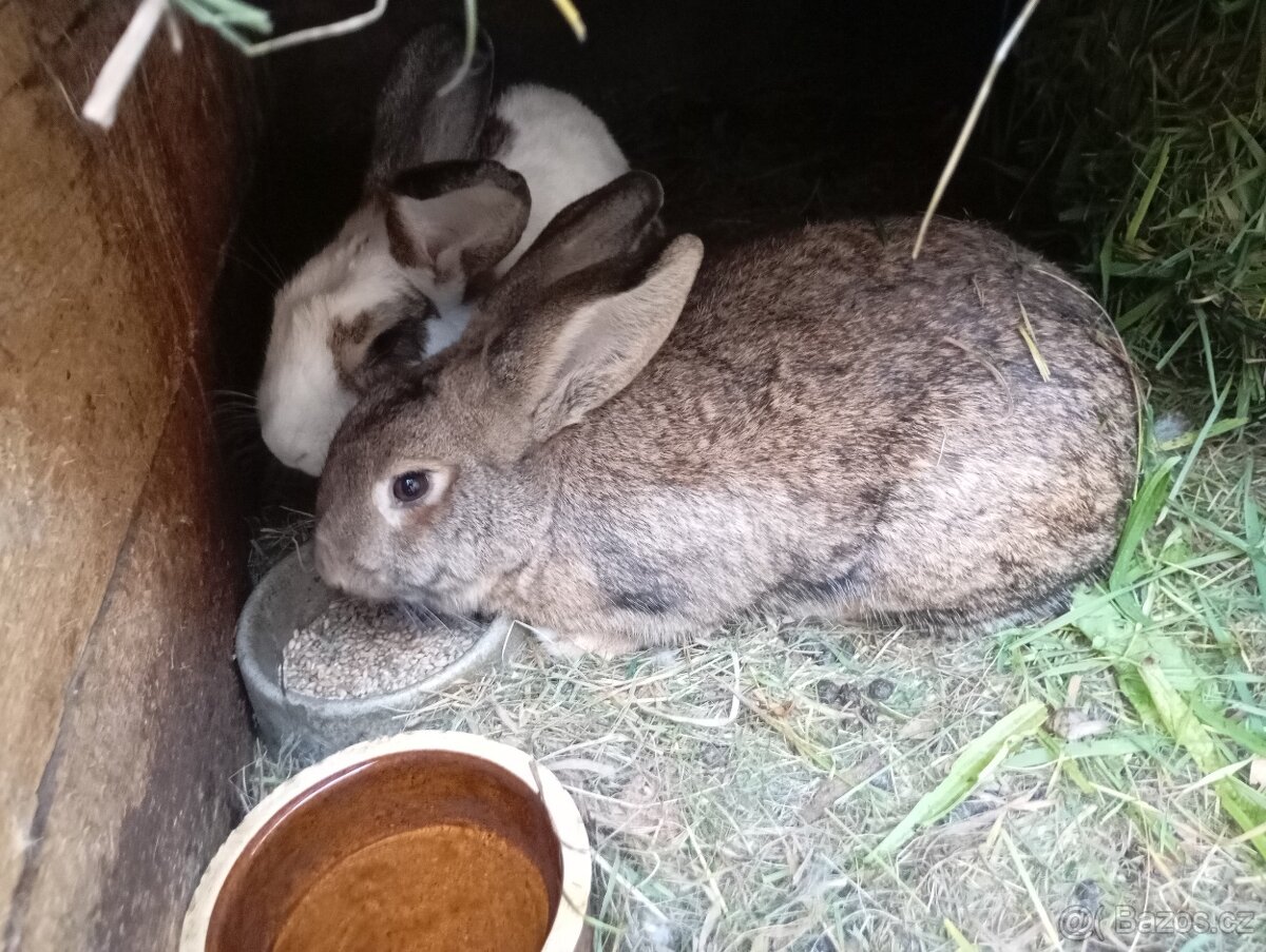 Prodám letošní mladé samice a samce na chov ov - 2