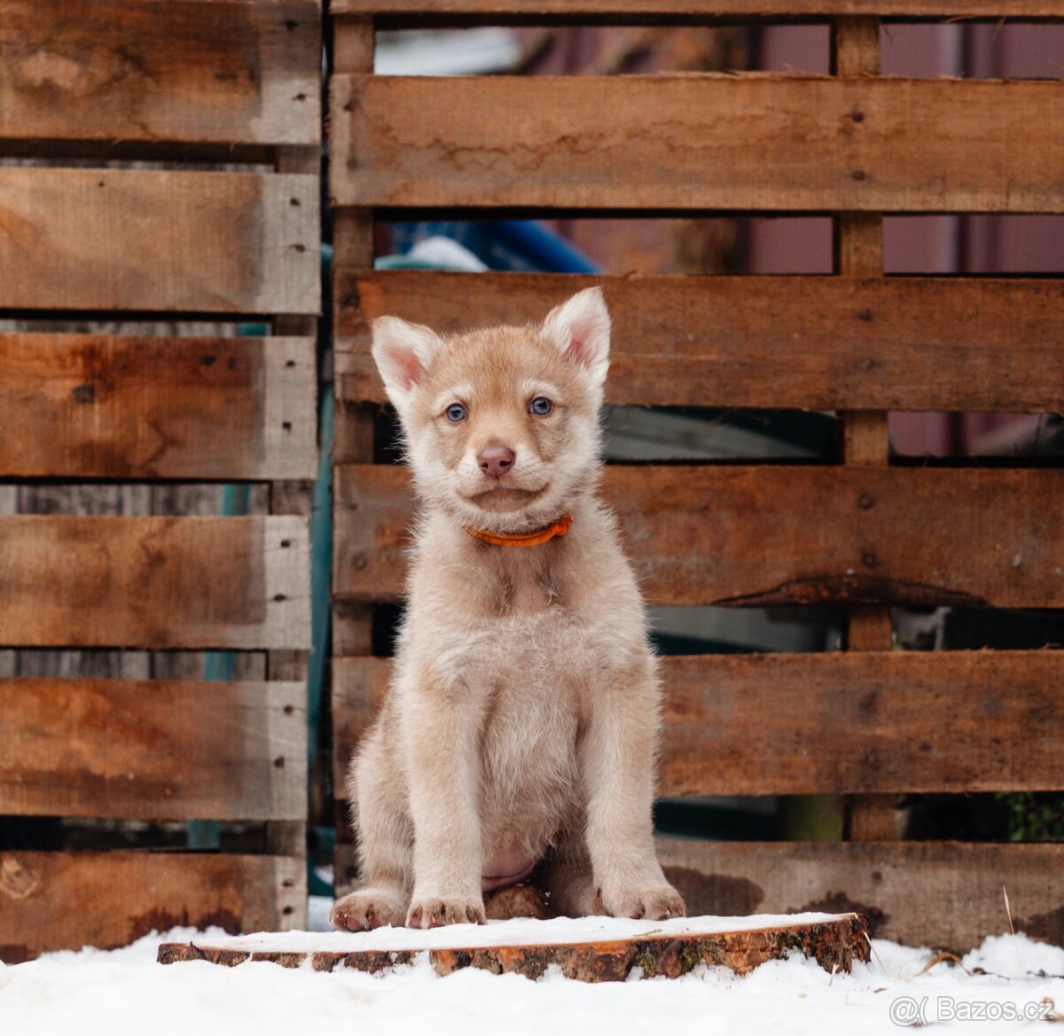 Saarloosův vlčák štěně na prodej - 2