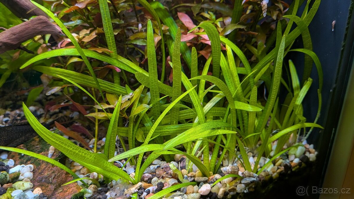Prostřih akvarijních rostlin - 2
