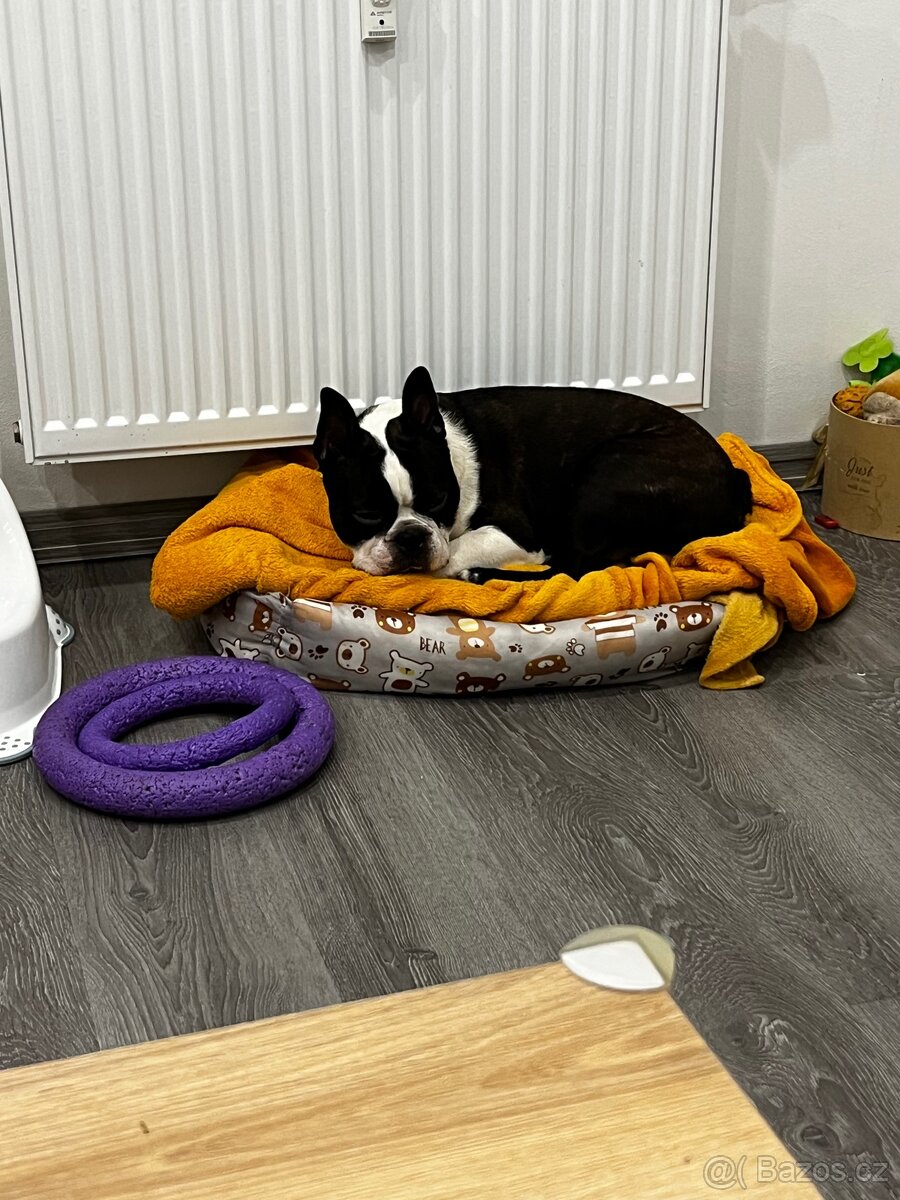 Francouzský buldoček - 2