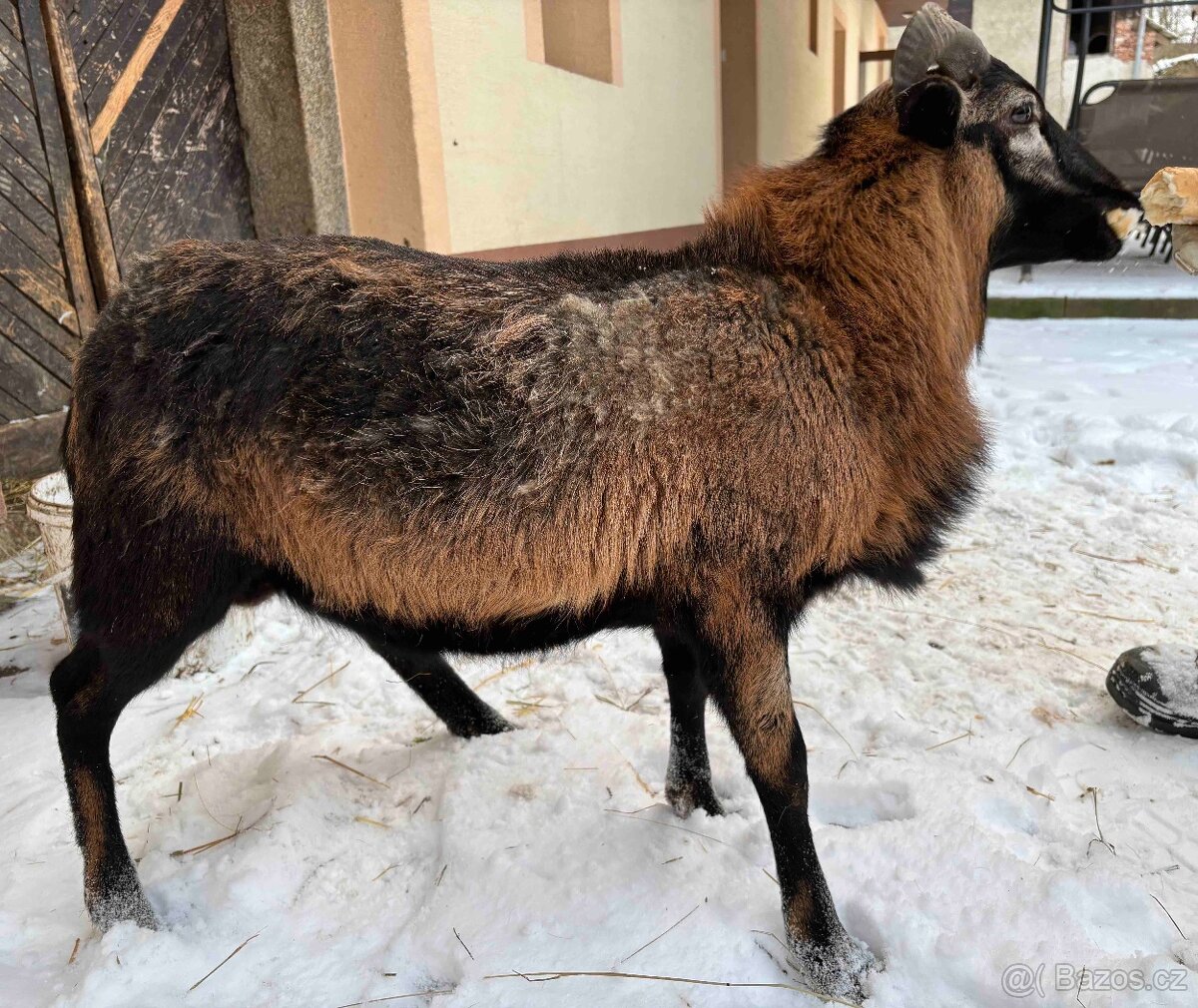 Mladý kamerunský beran - 2