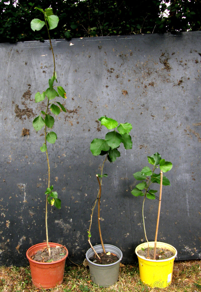 Japonský topol – zakořeněné sazenice - 2