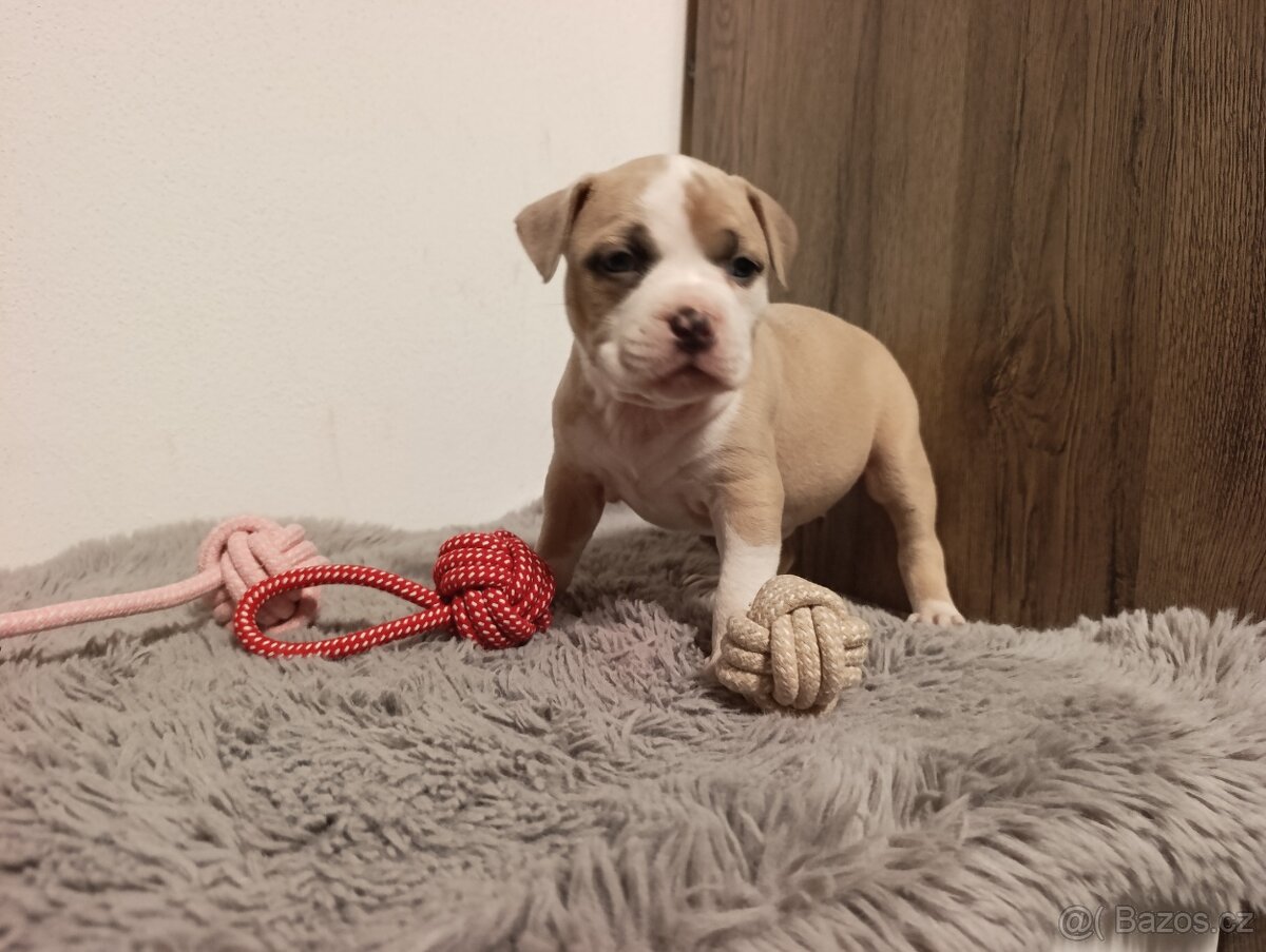 American Bully Standard - 2