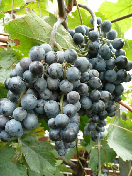 Víceleté sazenice vinné révy - 2