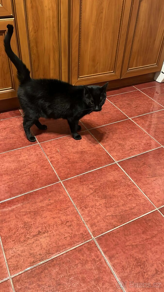 Najde přátele? - 2