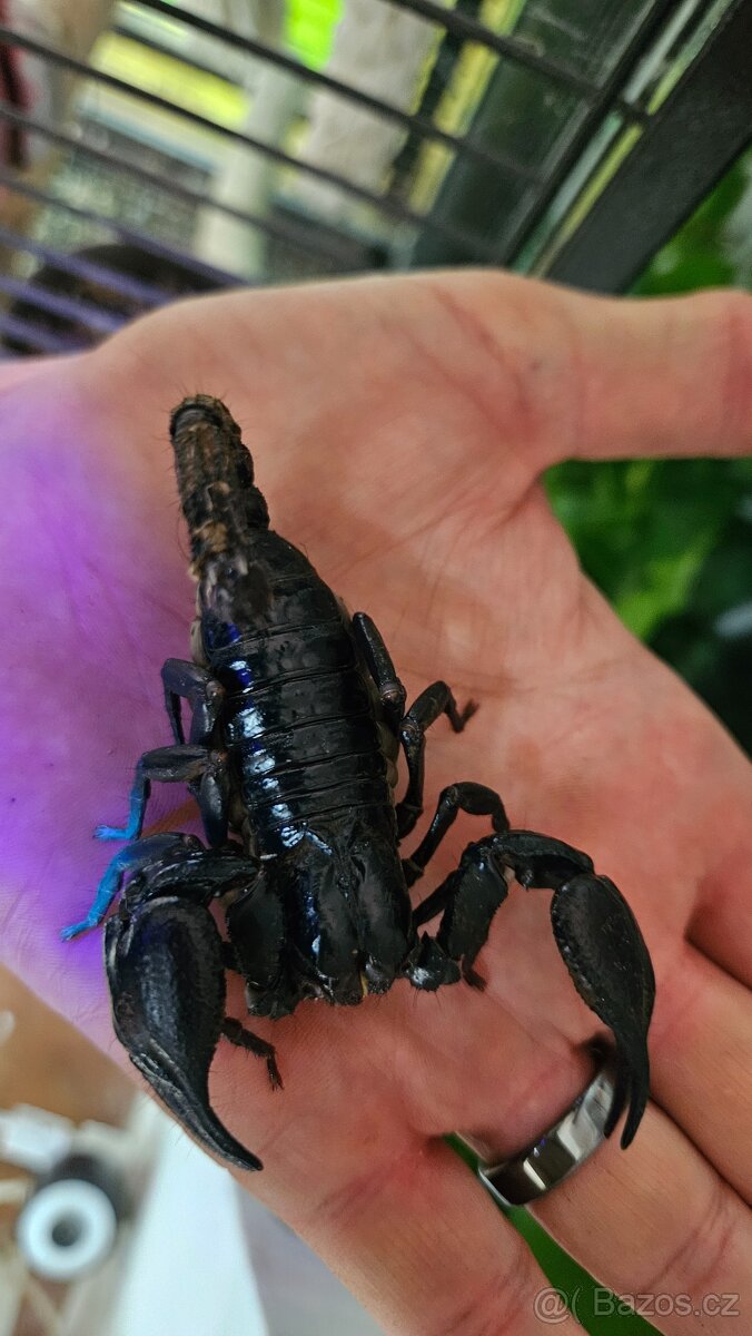 Štír Heterometrus petersii - 2