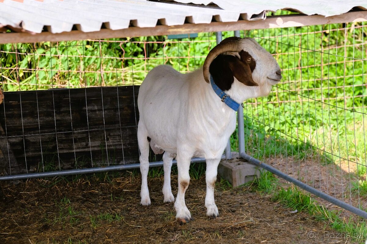 Pastevní kozy - 2