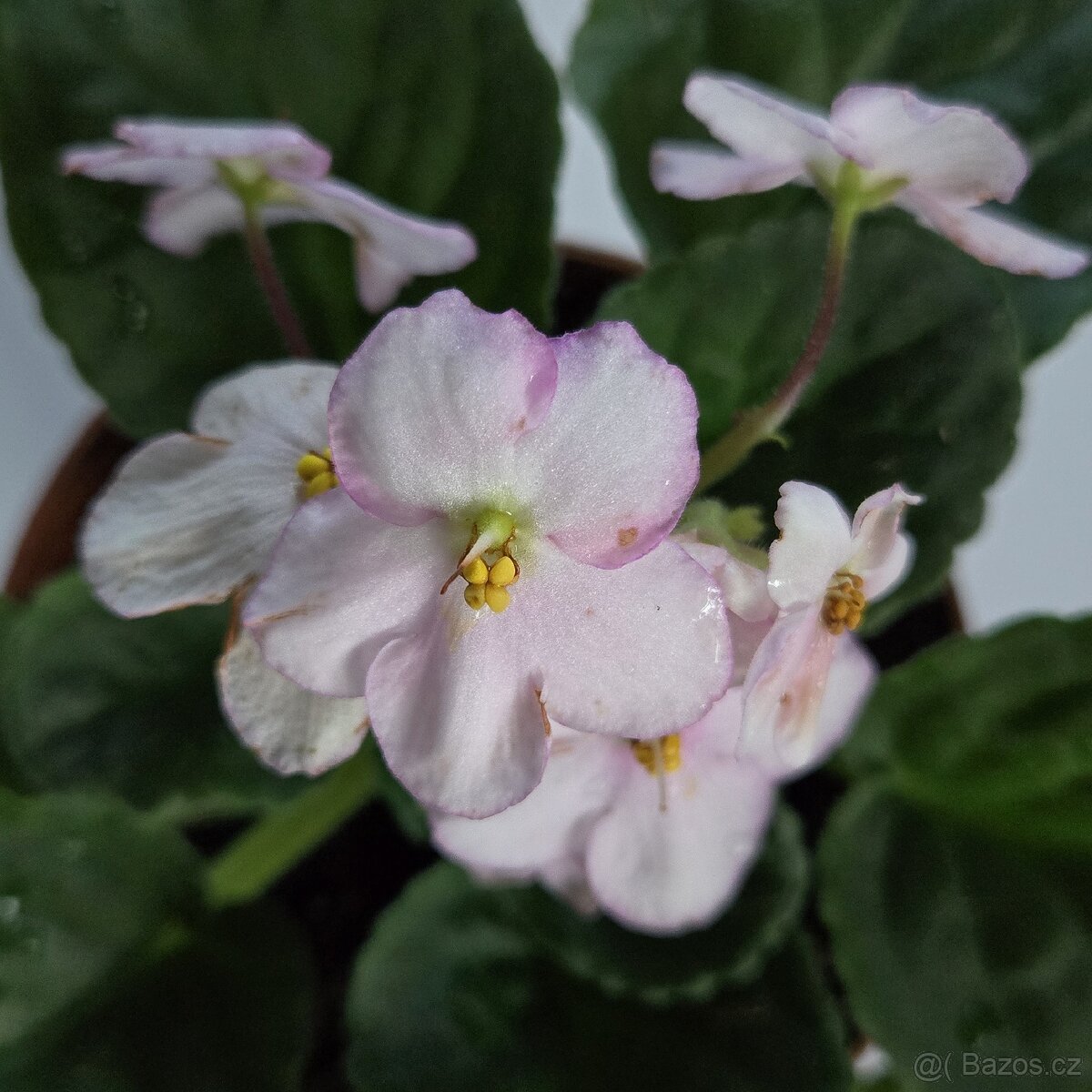 Fialka bílorůžová, zakořeněný list - 2