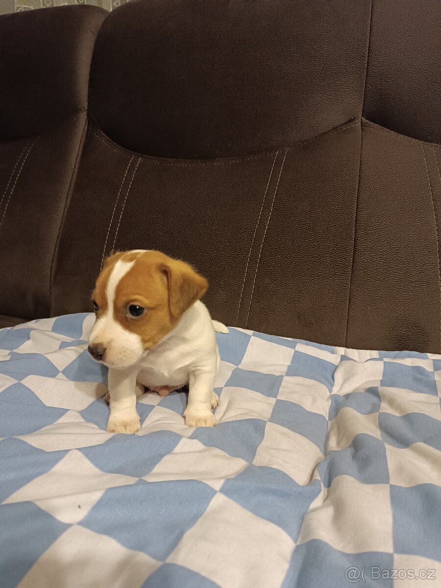 Jack Russell teriér - 2