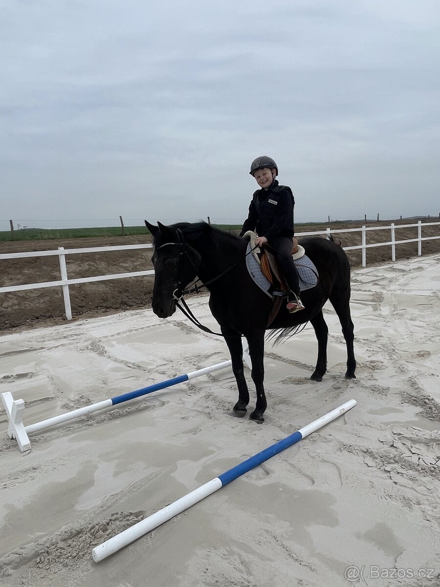 Spolehlivá klisna New Forest pony - 2