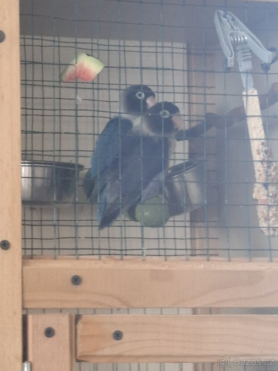 Agapornis chovný par - 2