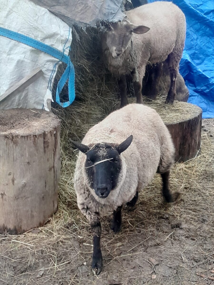 Ovečka a beran jehňata stáří 8 měsíců - 2