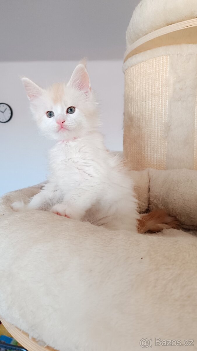 Mainská mývalí s PP - 2