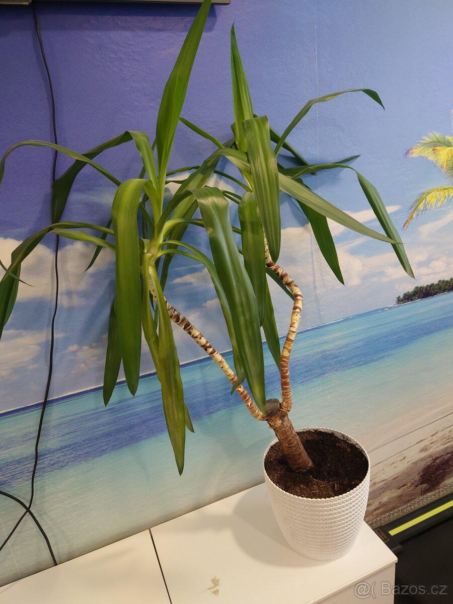 Juka obrovská / beztrnná - 2