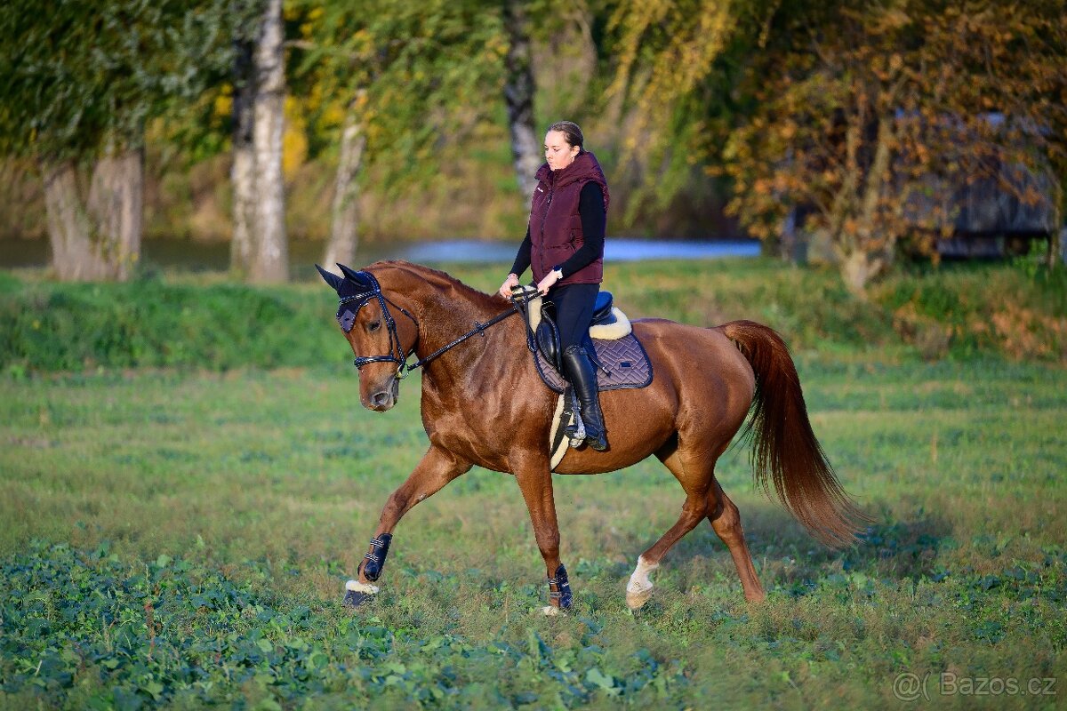 8 letá kobyla k prodeji - 2