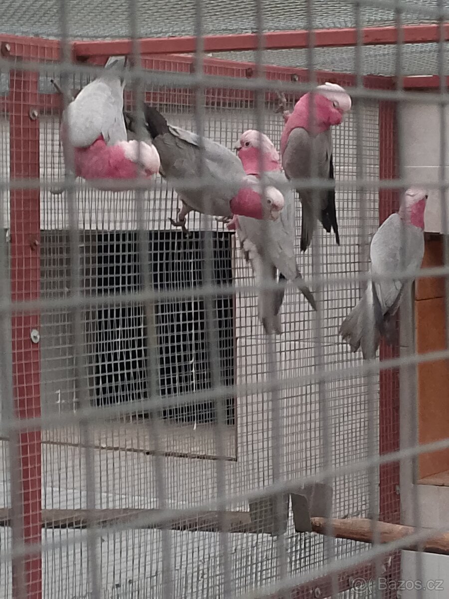Kakadů růžový - 2