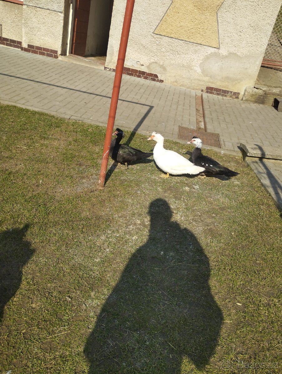 Pižmové kachny - 2