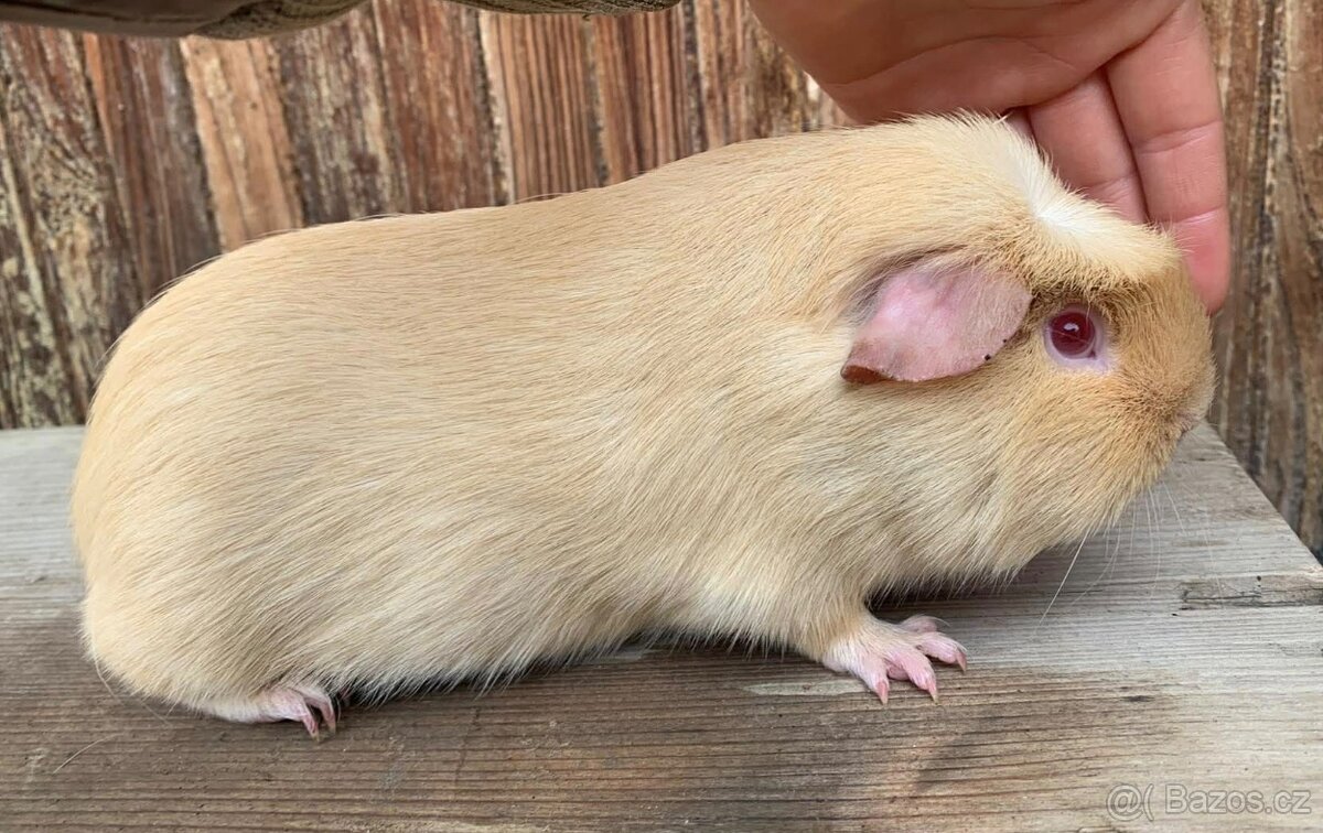 Morče samec, ice cream - kalifornská kresba - 2