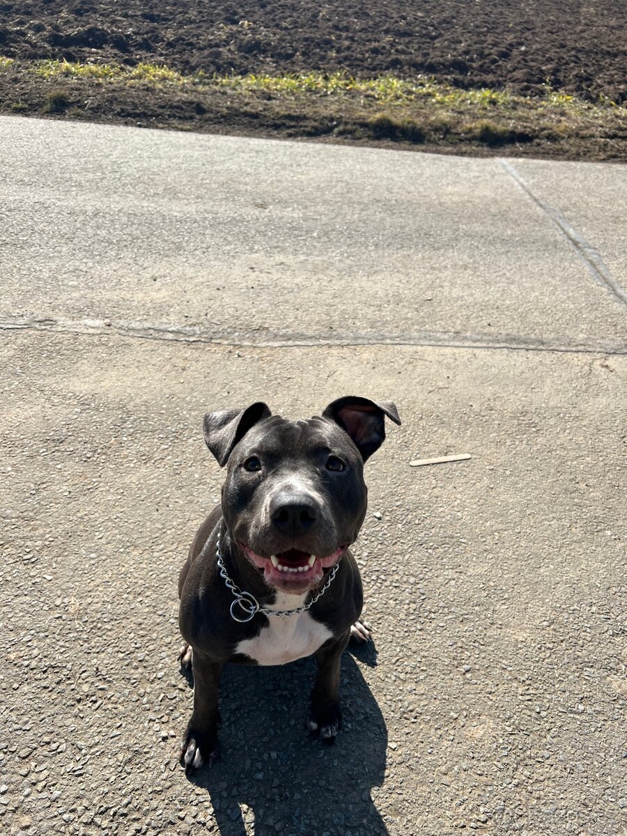 Americký Stafordširský teriér Blue (Fenka) - 2