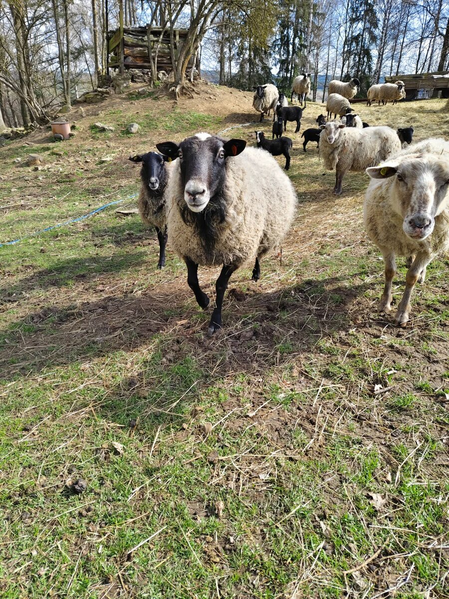 Romanovský beran - 2