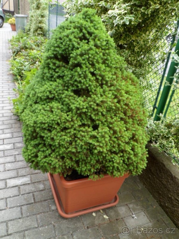 STROMKY PICEA SONICA - 2