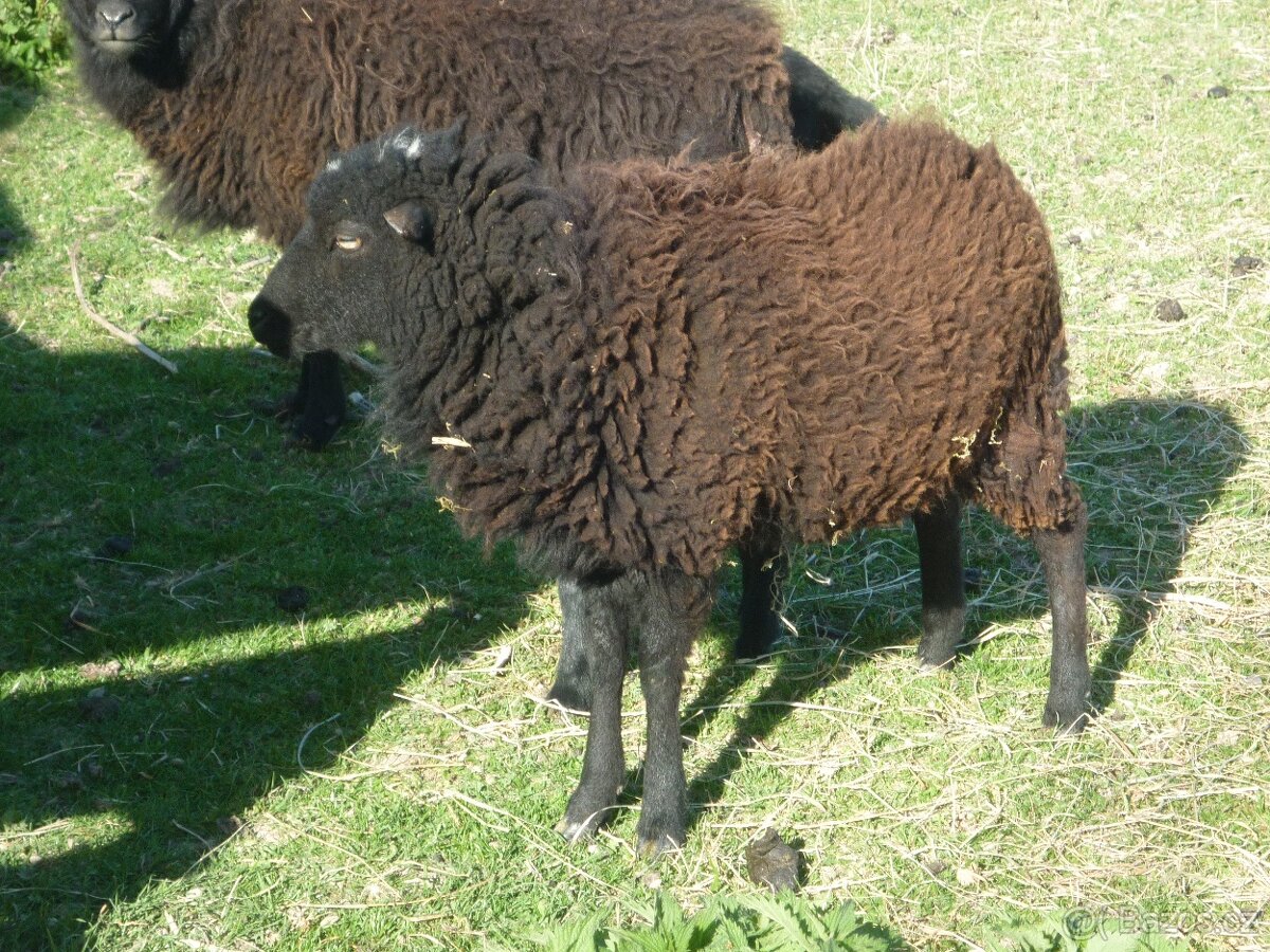Quessantské ovce - 2