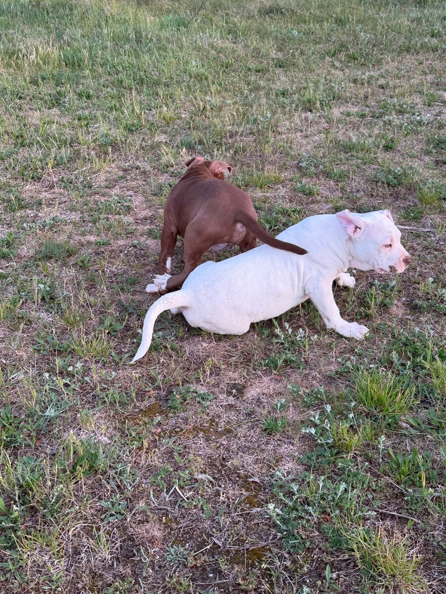 American bully xl - 2