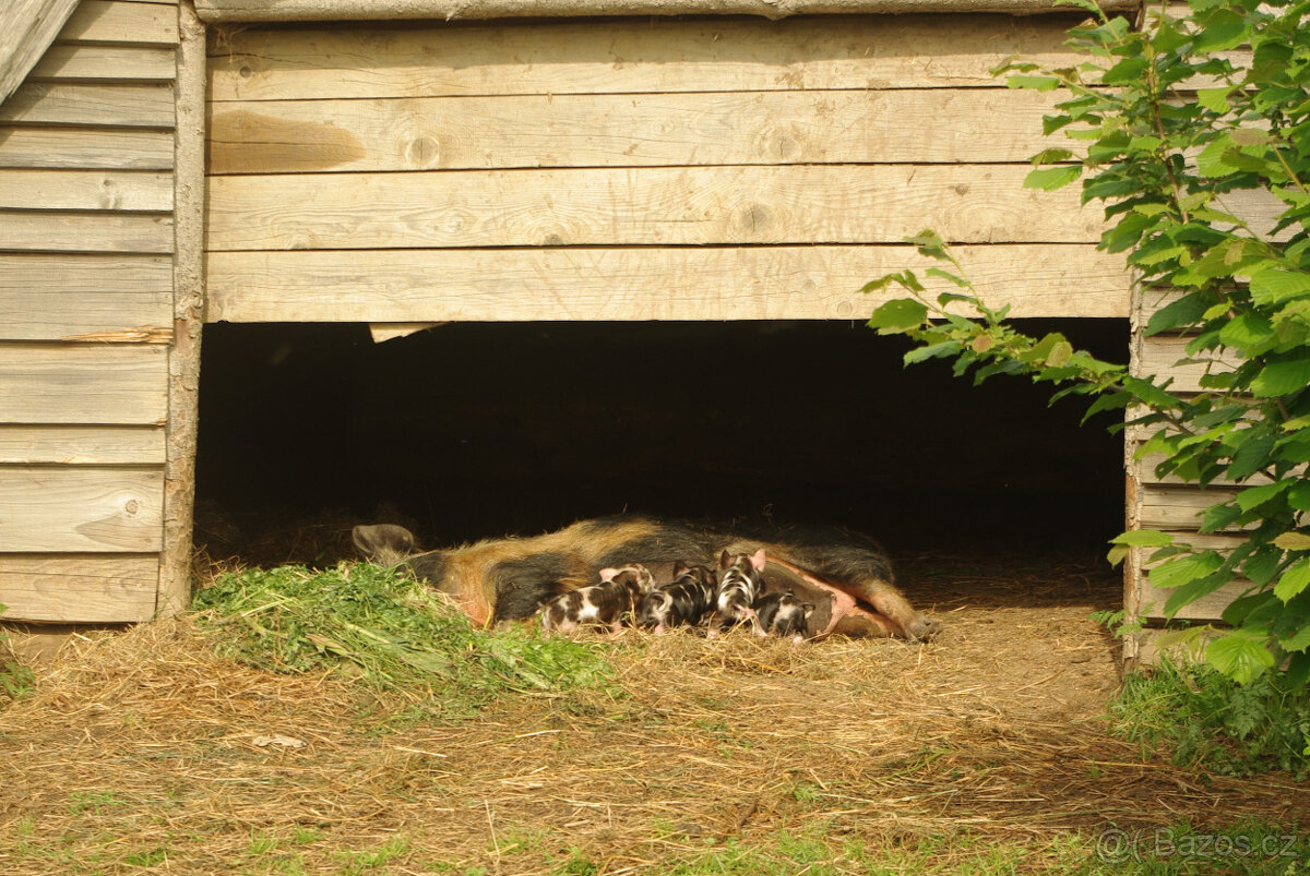 Kune-Kune - 2