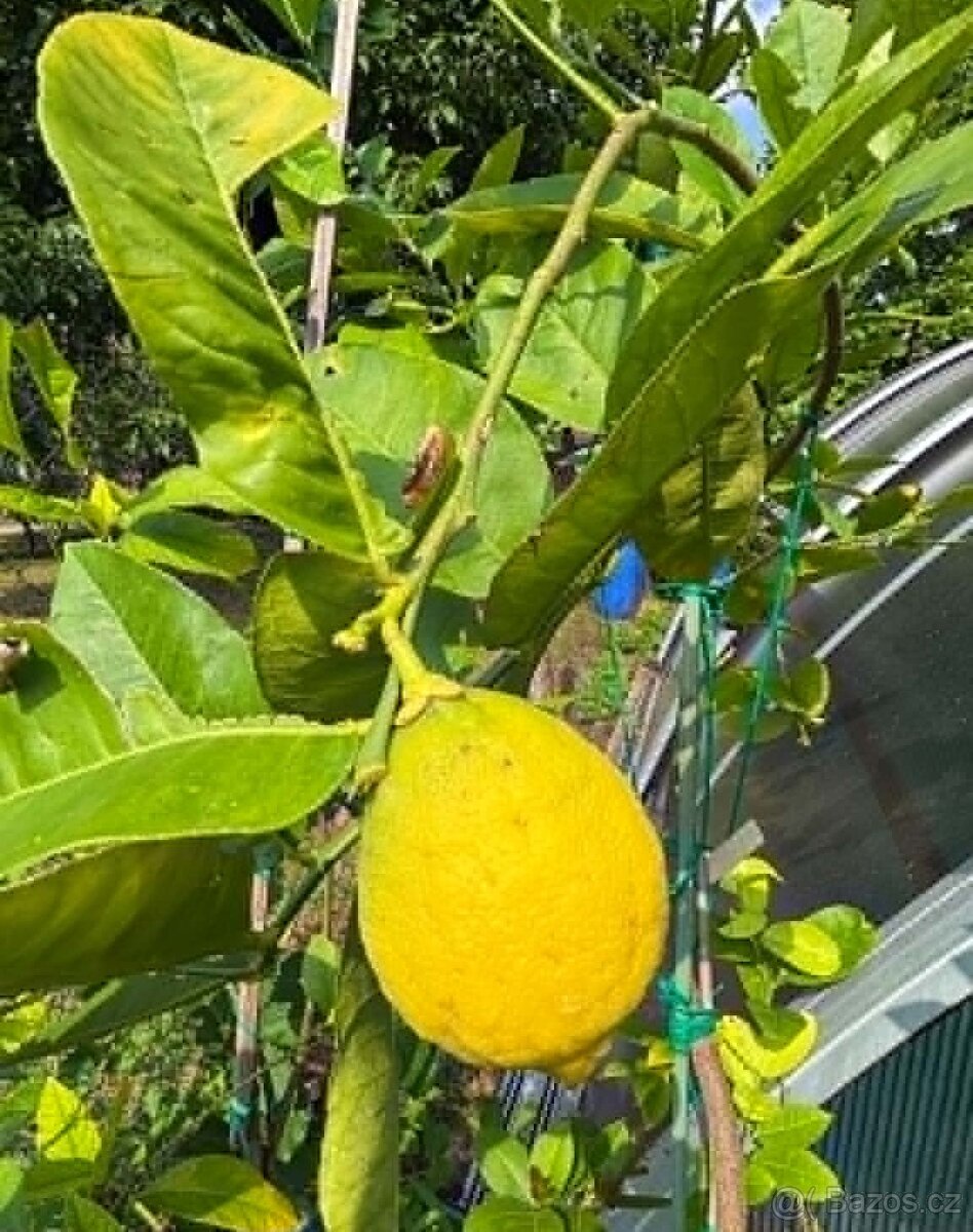 prodej plodících citrusů - 2