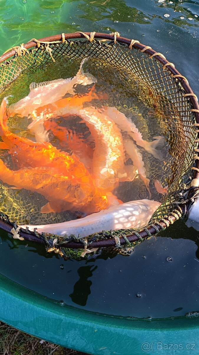 Koi kapři - 2