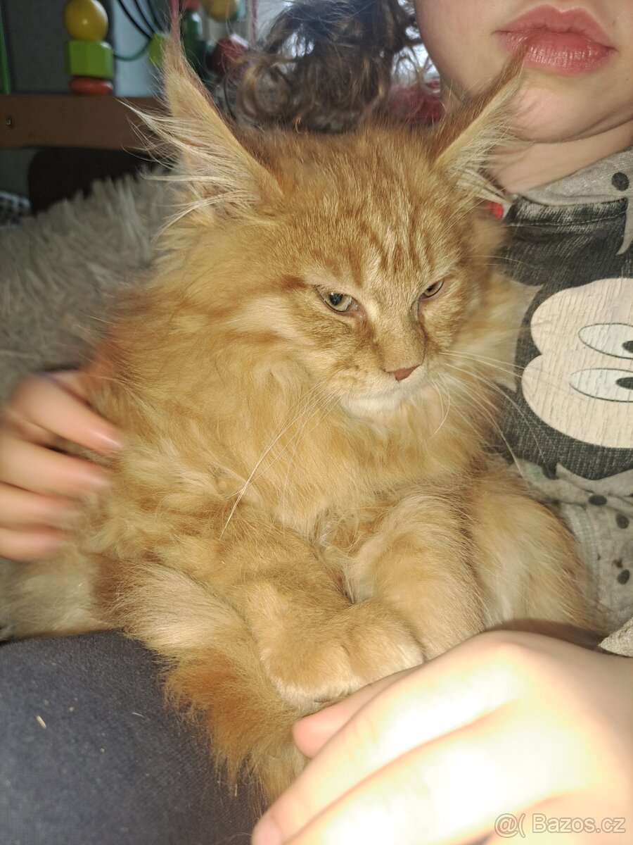 Mainská mývalí koťátka bez PP - 2