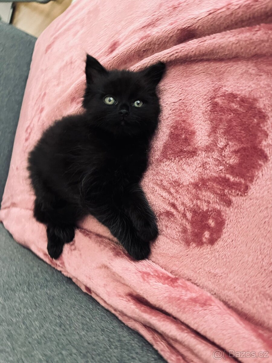 Koťátko + spoustu veci - 2