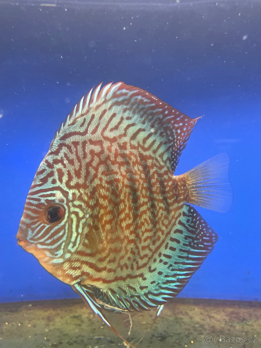 Discus-Terčovec - 2