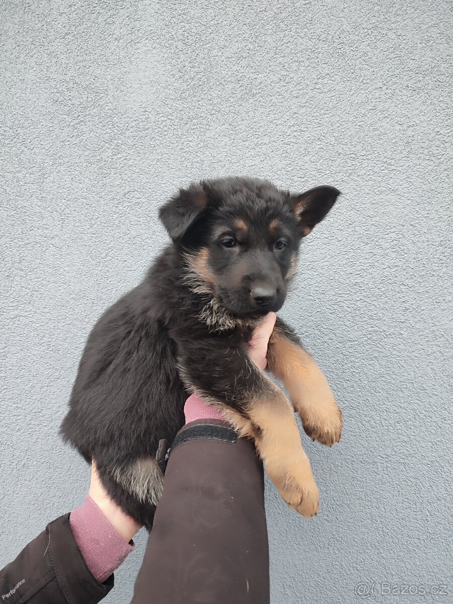 Německý ovčák štěňata - 2