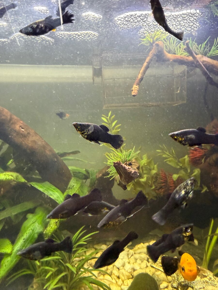 Prodám živorodky ostrotlamé - 2