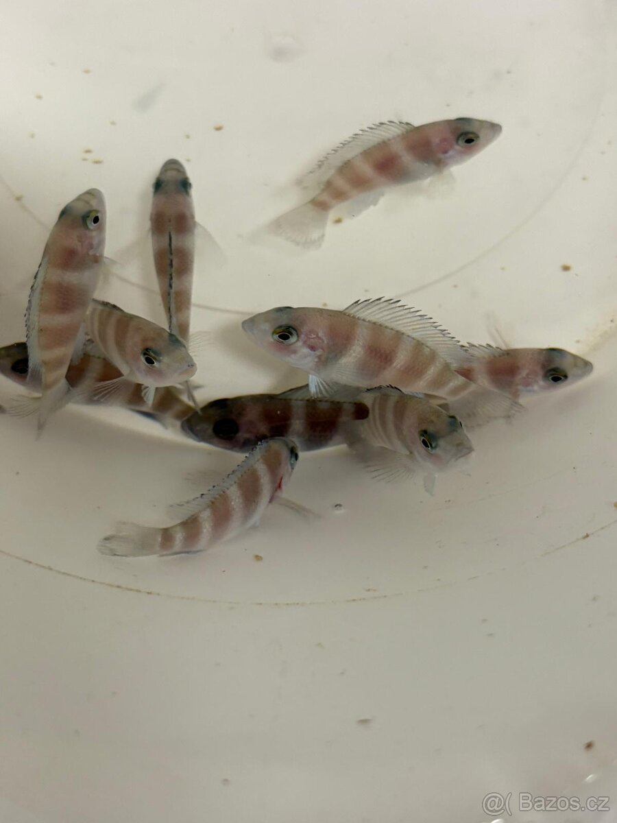 Cyphotilapia giberosa - 2