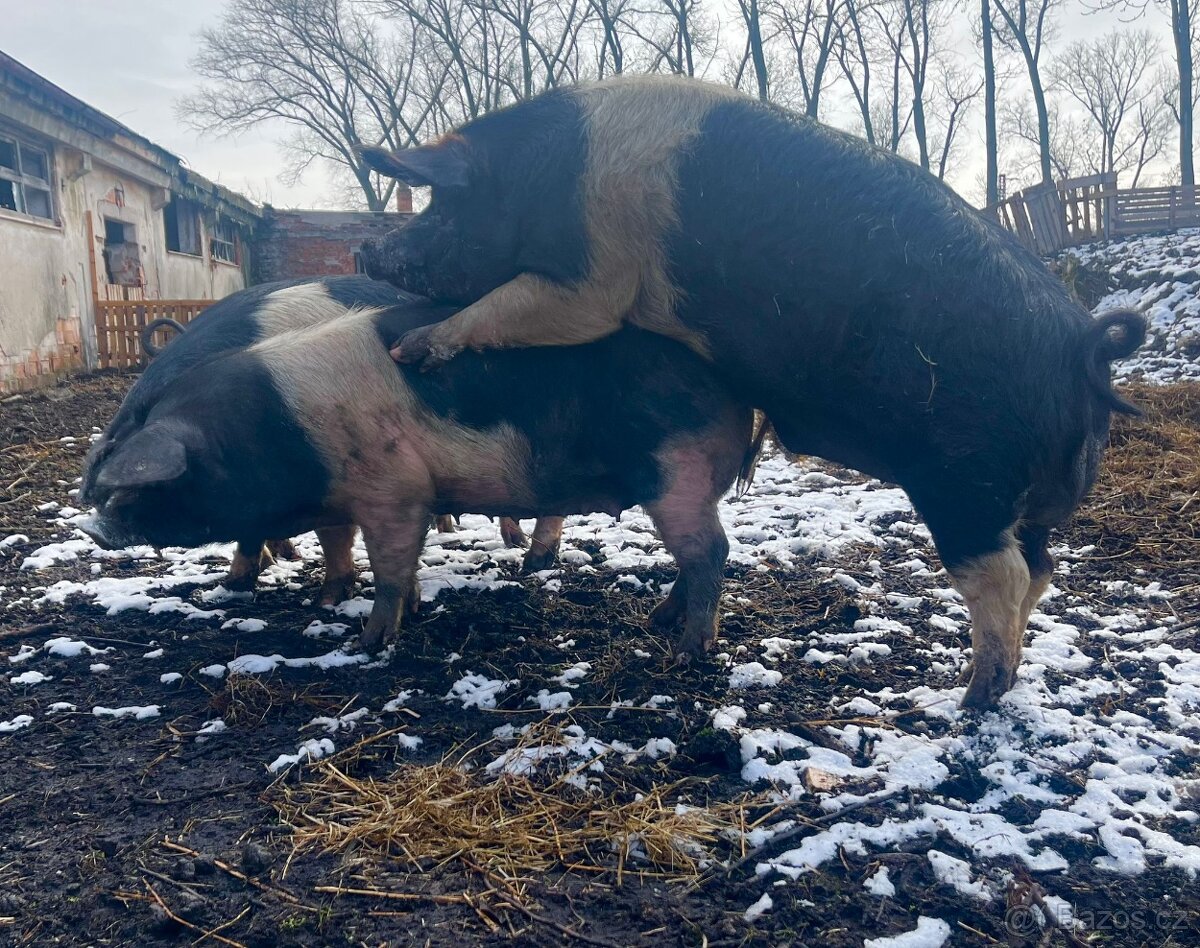 Přeštické sviňky - 2