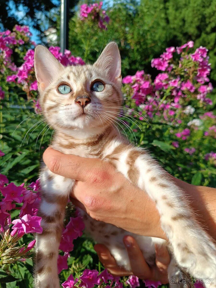 Předběžná rezervace Bengálských koťátek s PP SILVER SNOW - 2